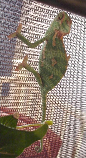 Veiled Chameleon