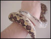 Rough-Scaled Sand Boa