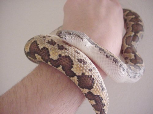 Rough-Scaled Sand Boa