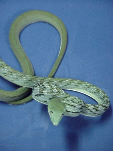 Asian Vine Snake (Ahaetulla prasina)