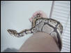 Peculiar Ball Python