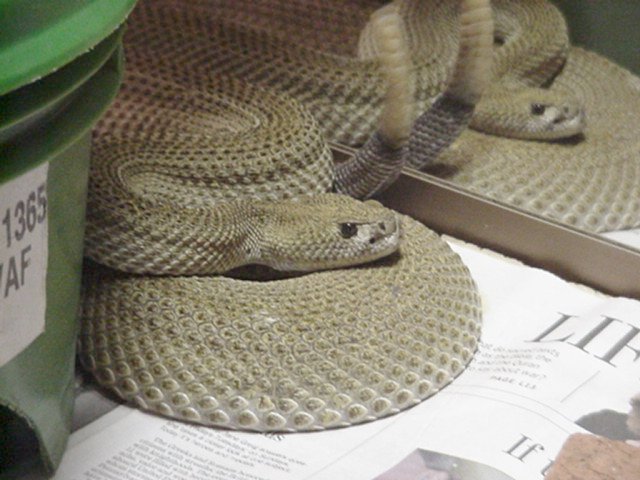 Patternless Western Diamondback