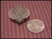Razorback Musk Turtle