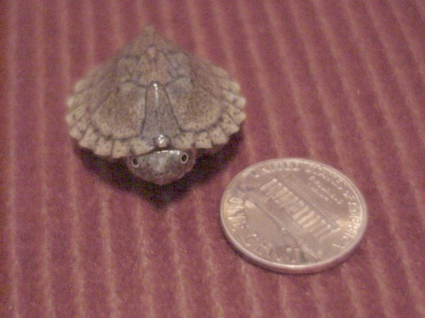 Razorback Musk Turtle