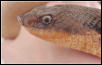 Eastern Hognose