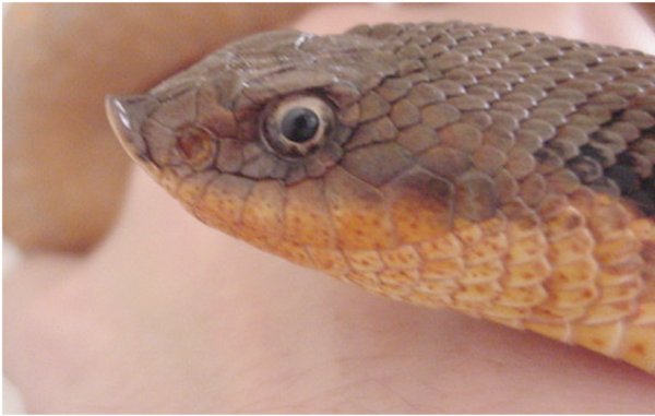 Eastern Hognose