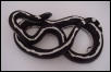 Striped California Kingsnake
