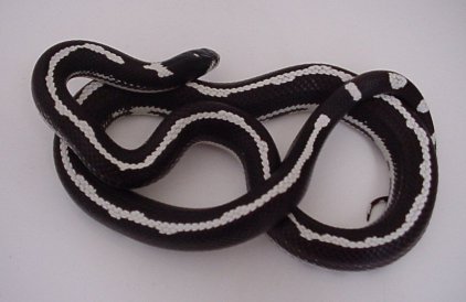Striped California Kingsnake