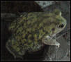 Couch's Spadefoot Toad (Scaphiopus couchii)