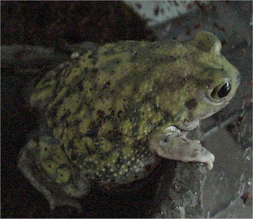 Couch's Spadefoot Toad (Scaphiopus couchii)