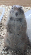 Squiggle