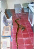 my 8' burm in my serpents lair