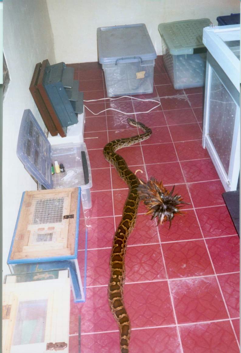 my 8' burm in my serpents lair