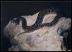 my russels viper!