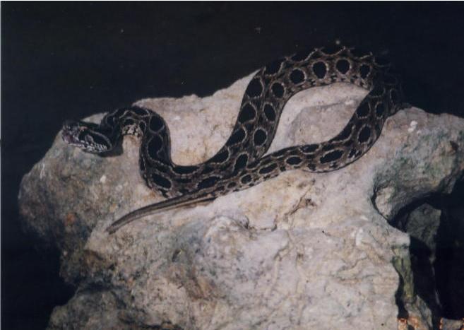 my russels viper!