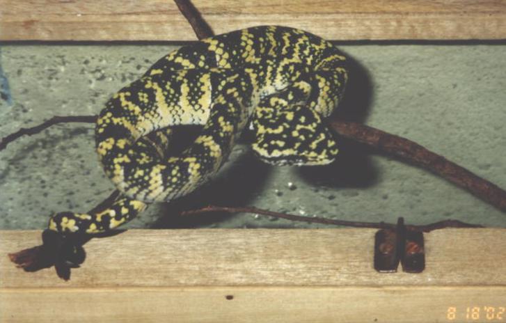 tropidolaemus wagleri