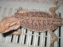 What morph?