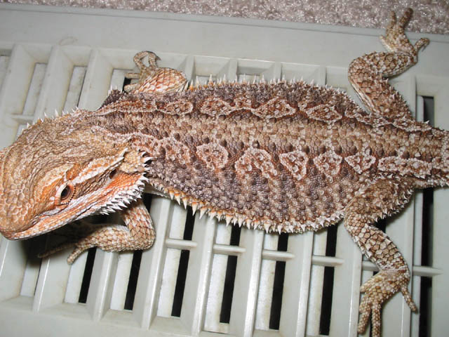 What morph?