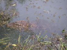Caiman latirostris