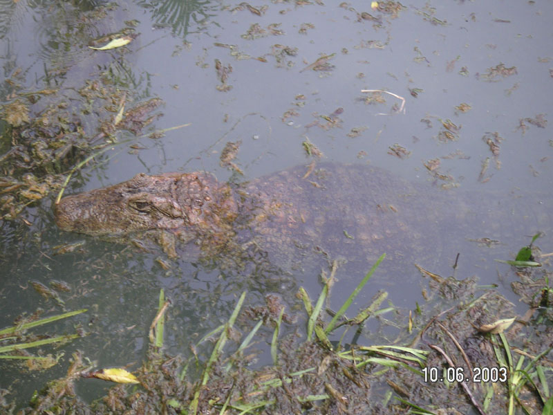 Caiman latirostris