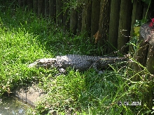 Caiman latirostris