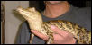 Gator