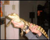 Spectacled Caiman