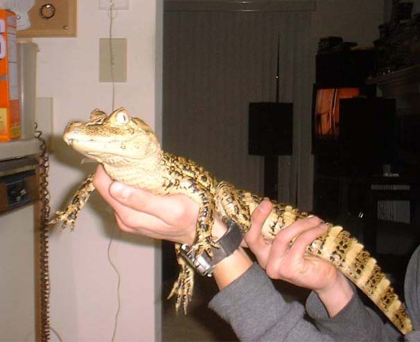 Spectacled Caiman