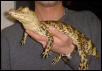 Gator