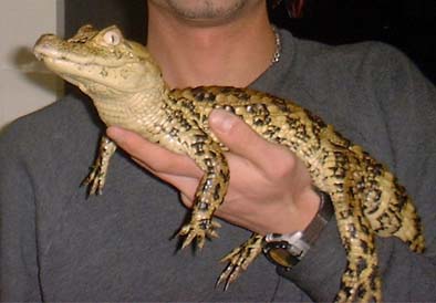 Gator
