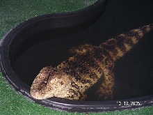 Gator looking for food
