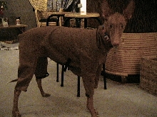 GIZA'S NEW COAT
