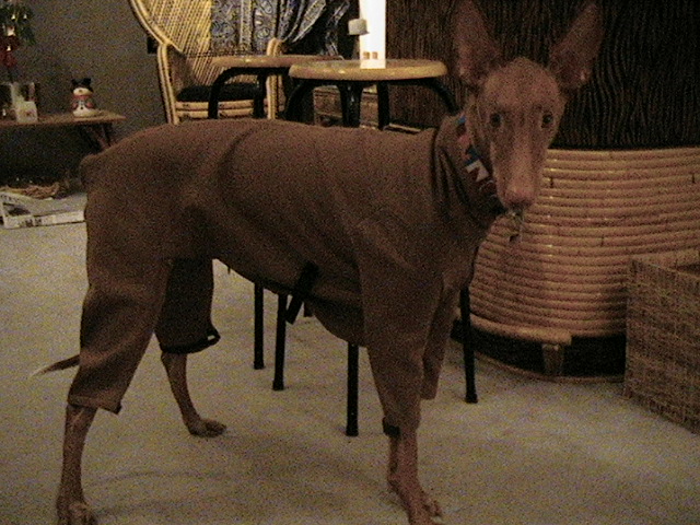 GIZA'S NEW COAT