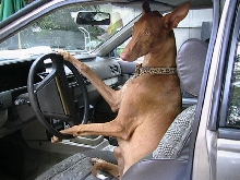 Cruising
