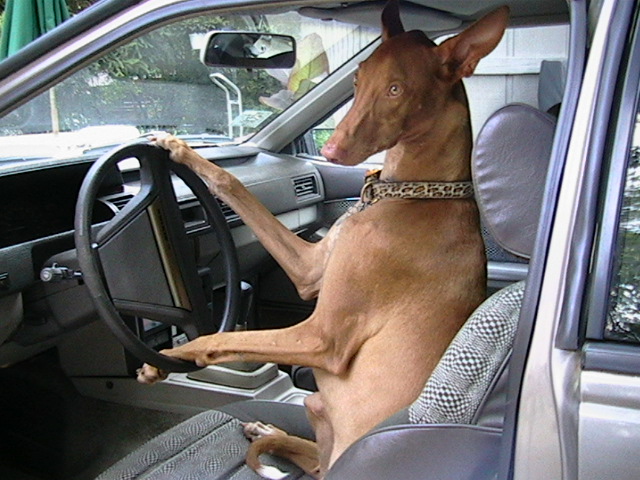 Cruising