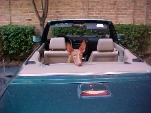Back Seat Driver