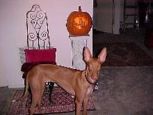 PUMPKIN