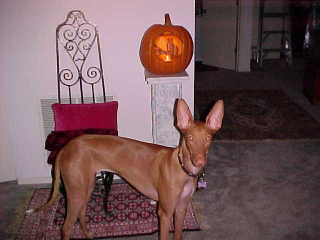 PUMPKIN