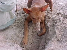 Digging to China