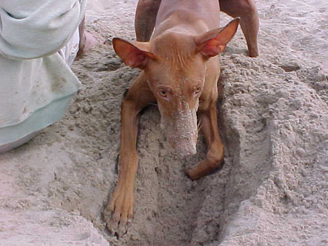 Digging to China