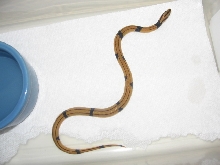 first baby vaillianti