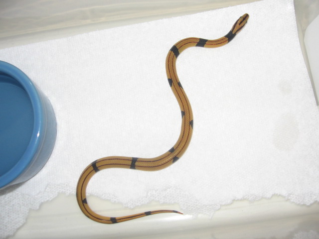 first baby vaillianti