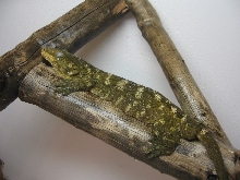unknown local female leachi