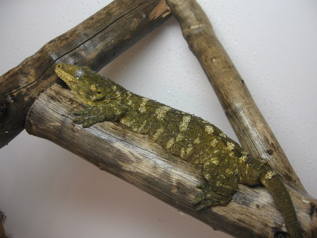 unknown local female leachi