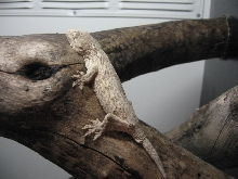 pine leachi
