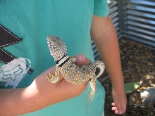 collared lizard