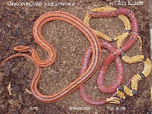 rat snakes
