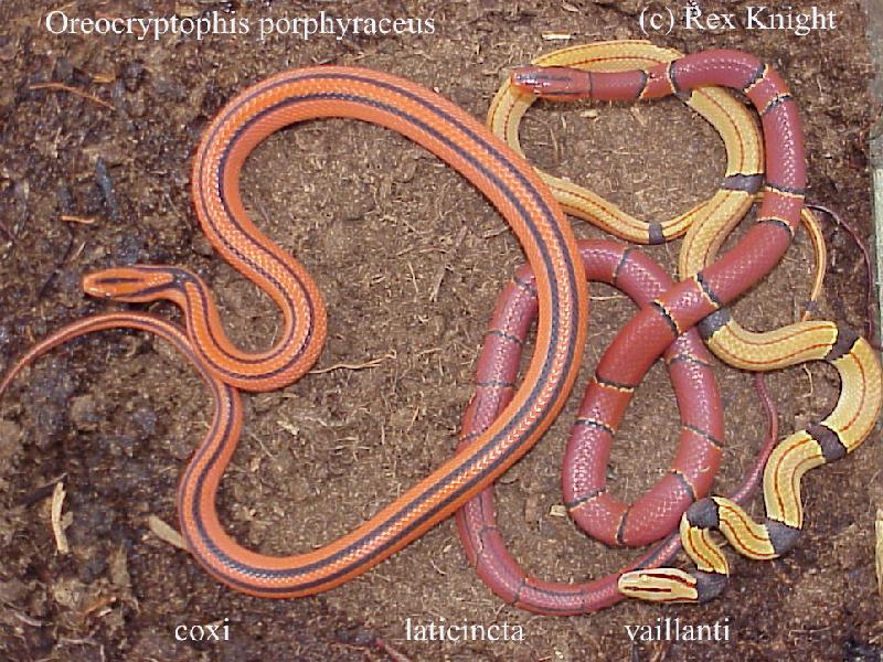 rat snakes