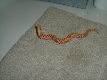 albino hoggie