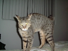 f-1chausie